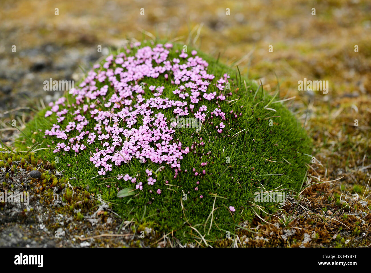 Arctic, Svalbard, Faksevagen. Cluster of blooming moss campion. Stock Photo