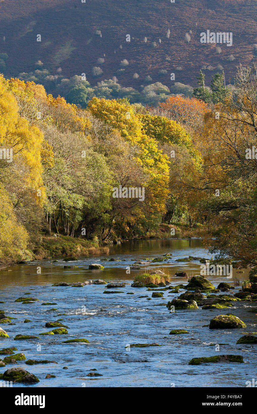 Llanwrthwl, Powys, UK. 24th October, 2015. Autumn foliage on the banks of the River Wye at the small Welsh village of Llanwrthwl. Credit:  Graham M. Lawrence/Alamy Live News. Stock Photo