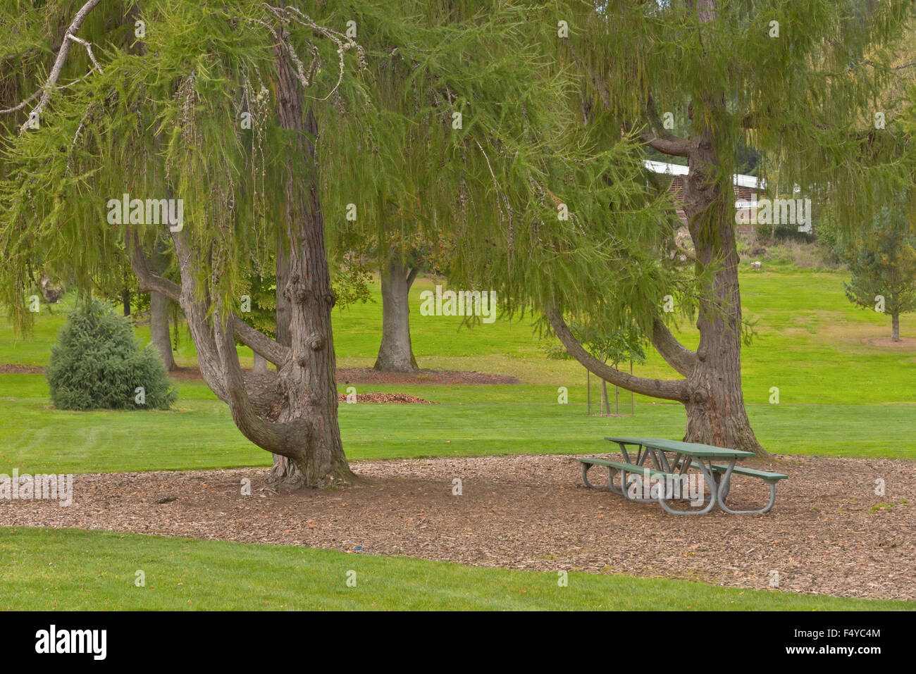 Evergreen trees and foliage in a public park Tacoma Washington state. Stock Photo