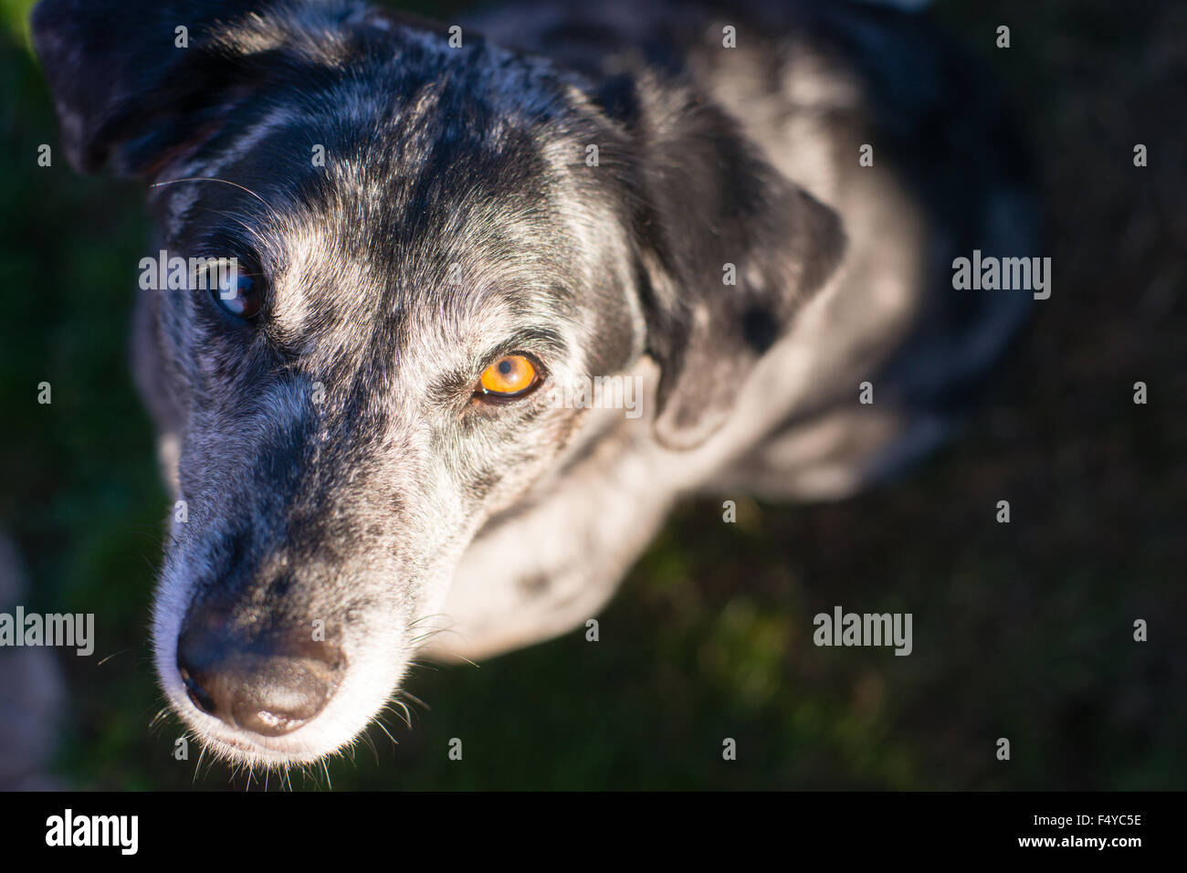 This unique dog looks at you with wonderful anticipation Stock Photo