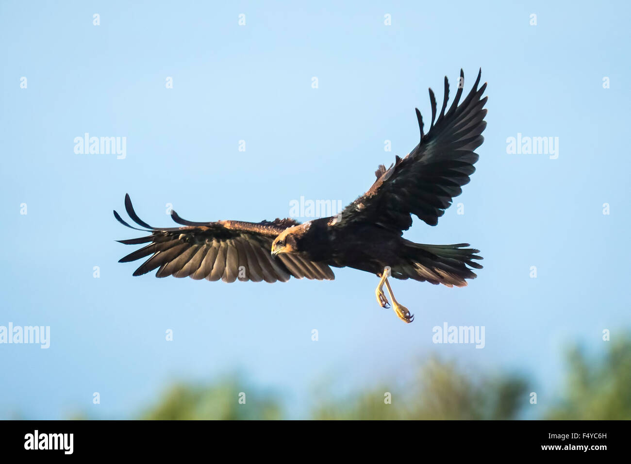 Western marsh harrier, Circus aeruginosus, searching and hunts for a prey above a field Stock Photo