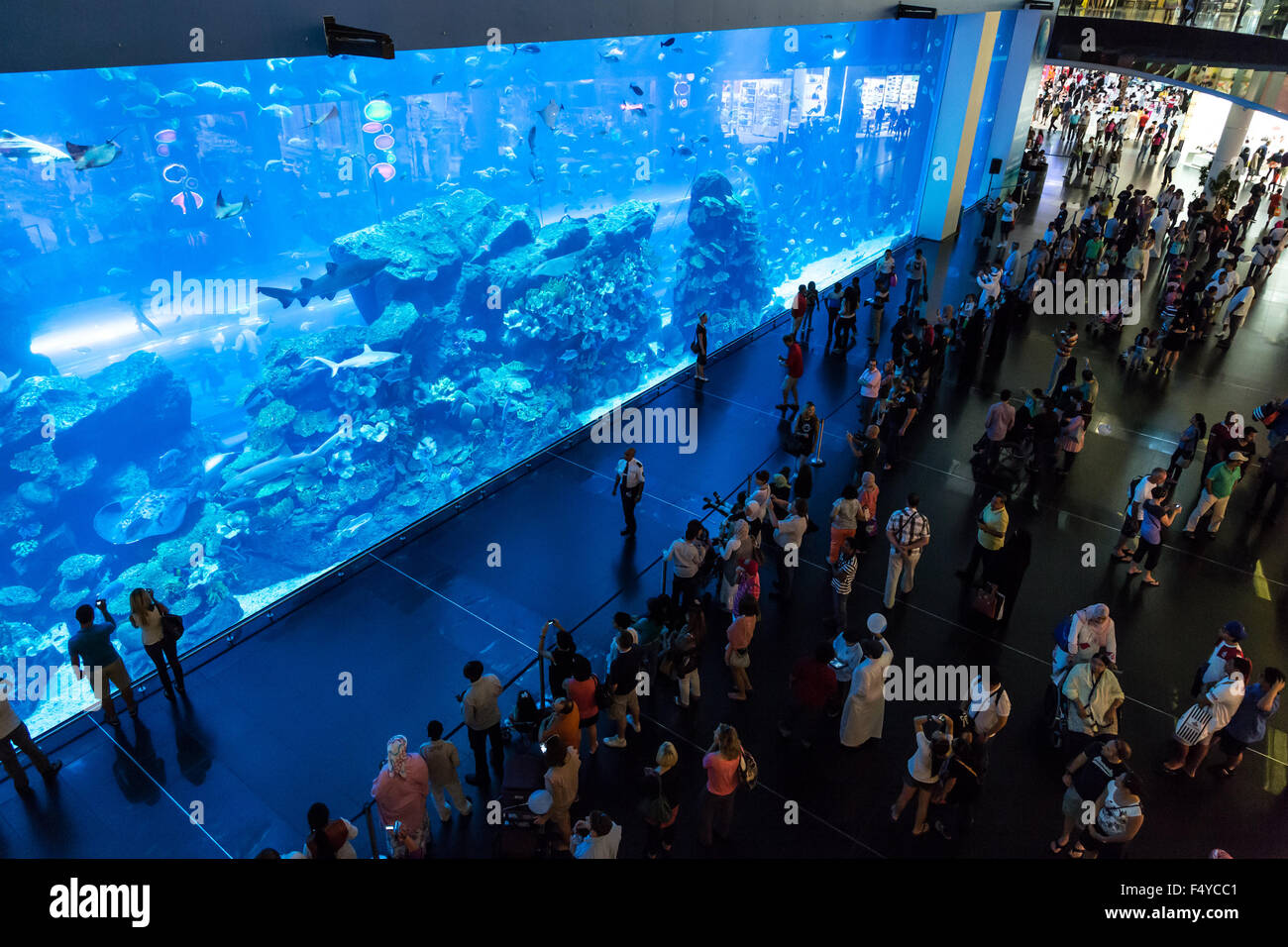 DUBAI, UAE NOVEMBER 14 Aquarium in Dubai Mall world's largest