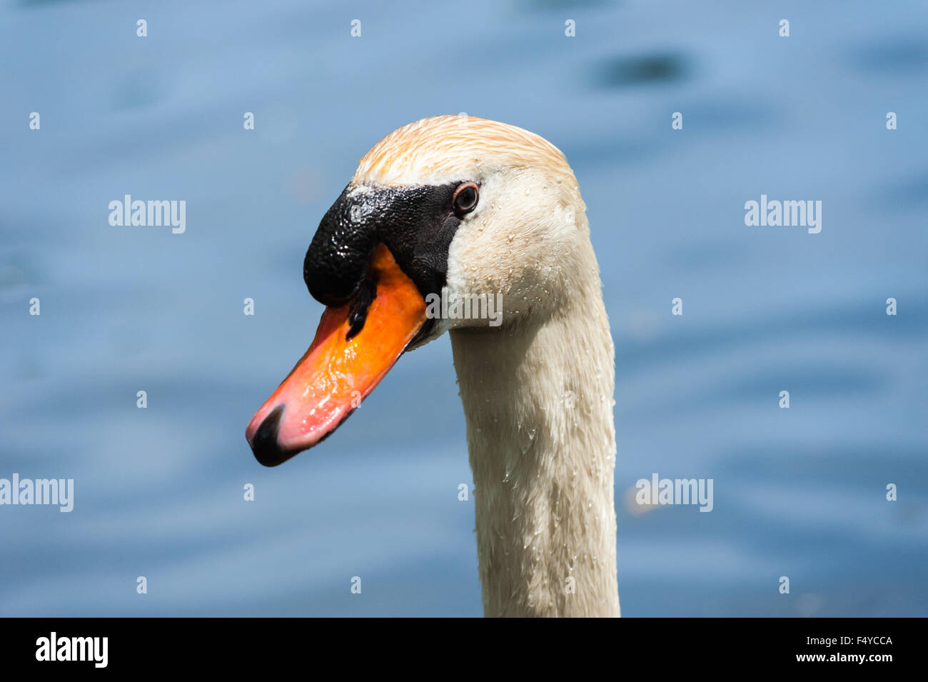 Close-up portrait of wet mute swan head and face with water droplets on feathers, against blurred background. Stock Photo