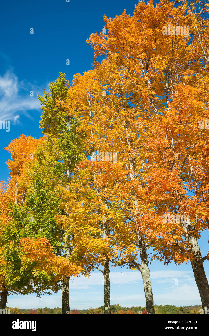 A row of colorful autumn trees with bright golden leaves against blue ...