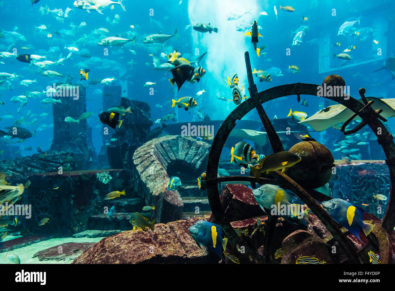 Photo of a tropical fish on a coral reef in Dubai aquarium Stock Photo