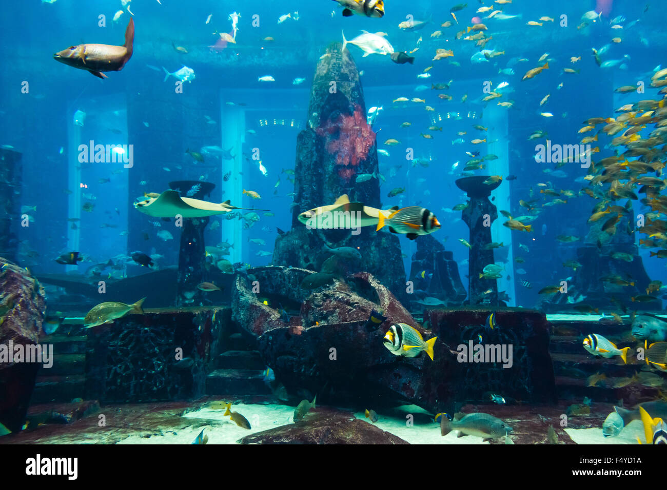 Photo of a tropical fish on a coral reef in Dubai aquarium Stock Photo