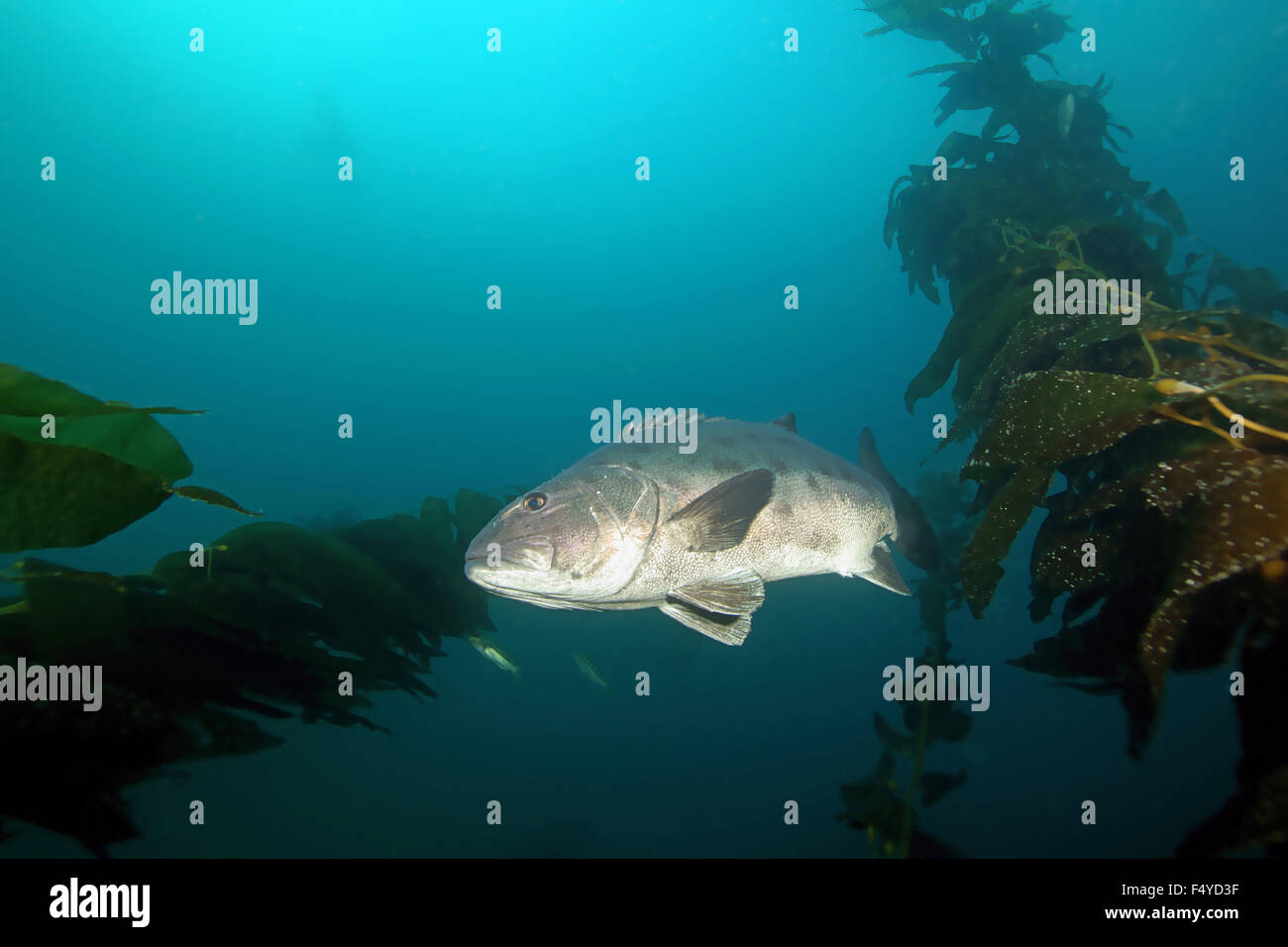 Fish Giant Black Sea Bass swimming through seaweed kelp forest