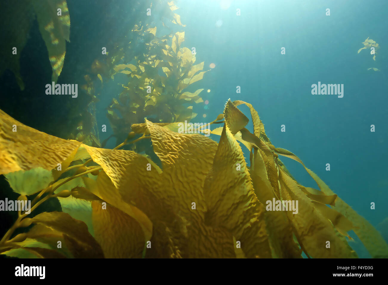 Seaweed kelp forest underwater at Catalina Island, California reef Stock Photo Alamy