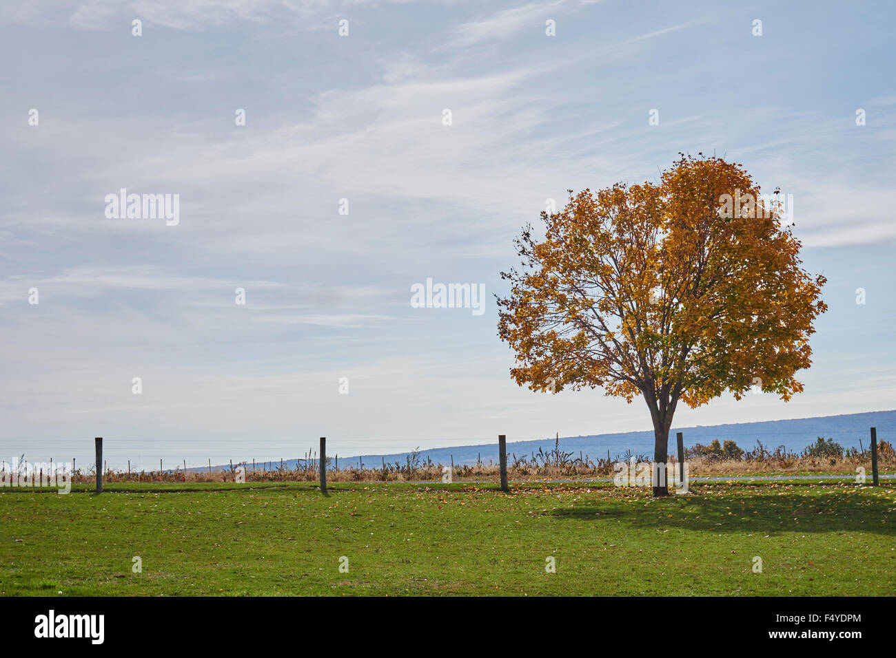 Lone tree in fall color, Bowmansville, Lancaster County, Pennsylvania