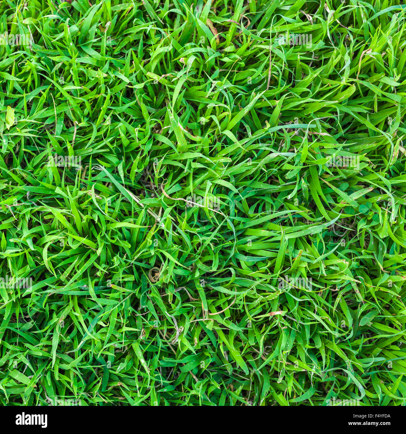 close up of fresh spring green grass texture Background Stock Photo - Alamy