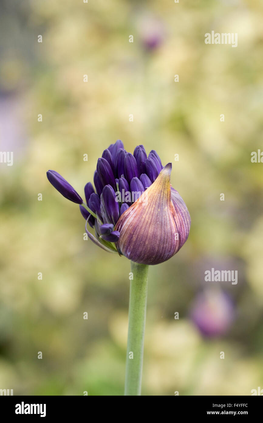 Agapanthus inapertus hybrid bud.  Emerging flower buds. Stock Photo