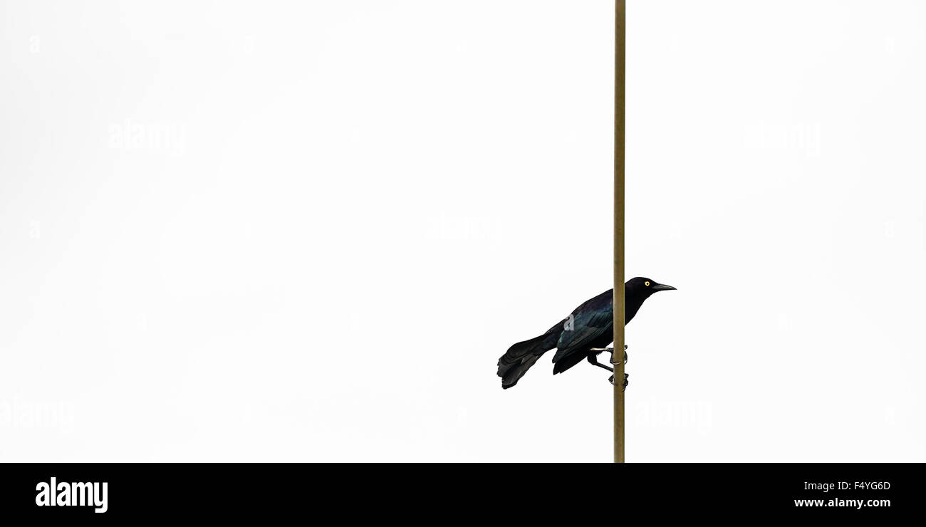 GREATER ANTILLEAN GRACKLE BLACK BIRD IN TRINIDAD AND TOBAGO Stock Photo