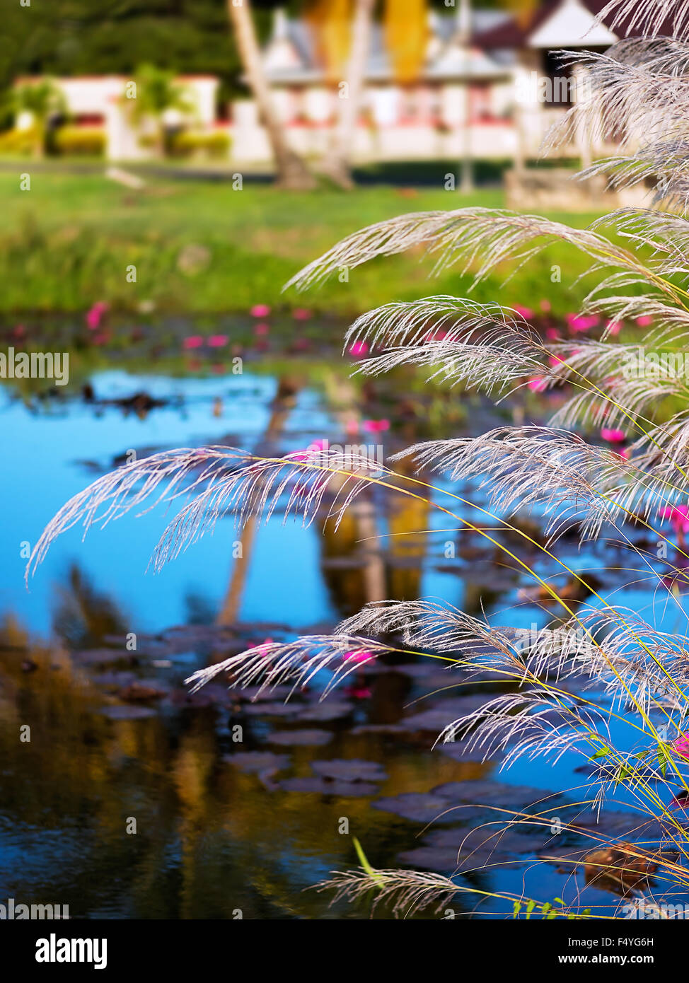 RELAXING POND OF LILIES AND TALL GRASS TOBAGO NATURE Stock Photo