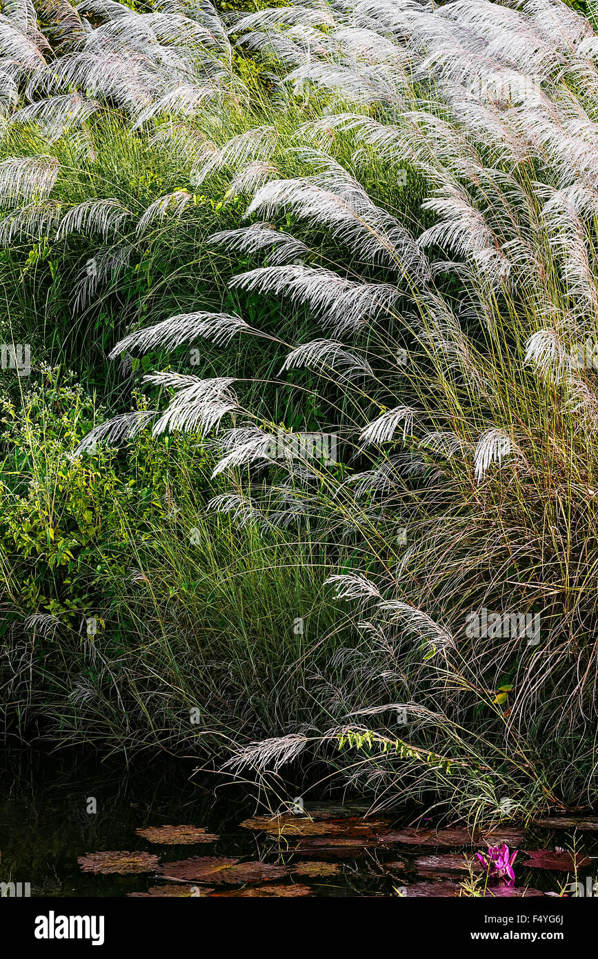 WHITE FEATHER PAMPAS GRASS PLUMES RELAXING POND TOBAGO NATURE Stock