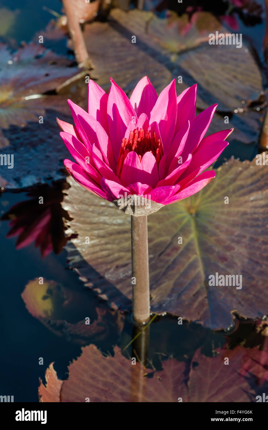 PURPLE PINK TROPICAL WATER LILY TOBAGO NATURE Stock Photo