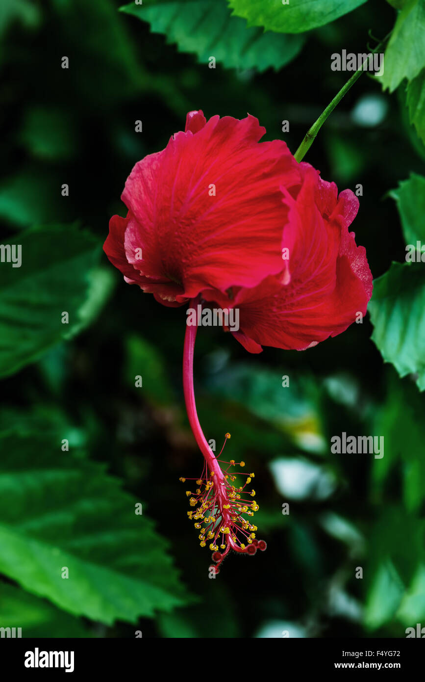 Single red scarlet hibiscus flower in the Caribbean Tobago Stock Photo
