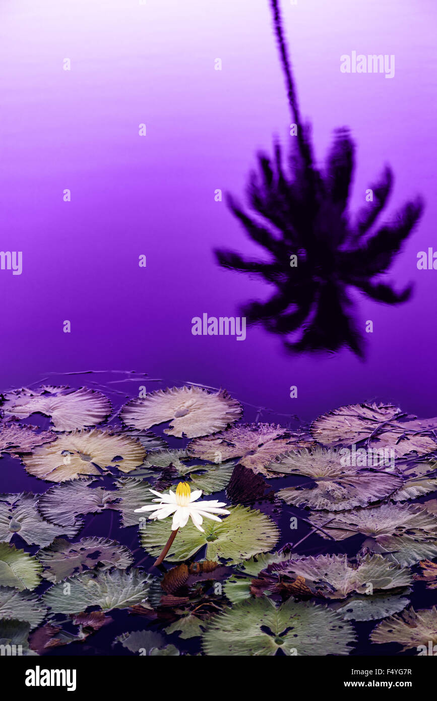 Water lily pond at late sunset silhouette Tobago Caribbean Stock Photo