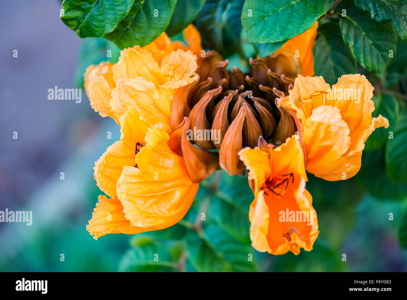 Decorative african tulip tree flower flame of the forest Tobago Caribbean Stock Photo
