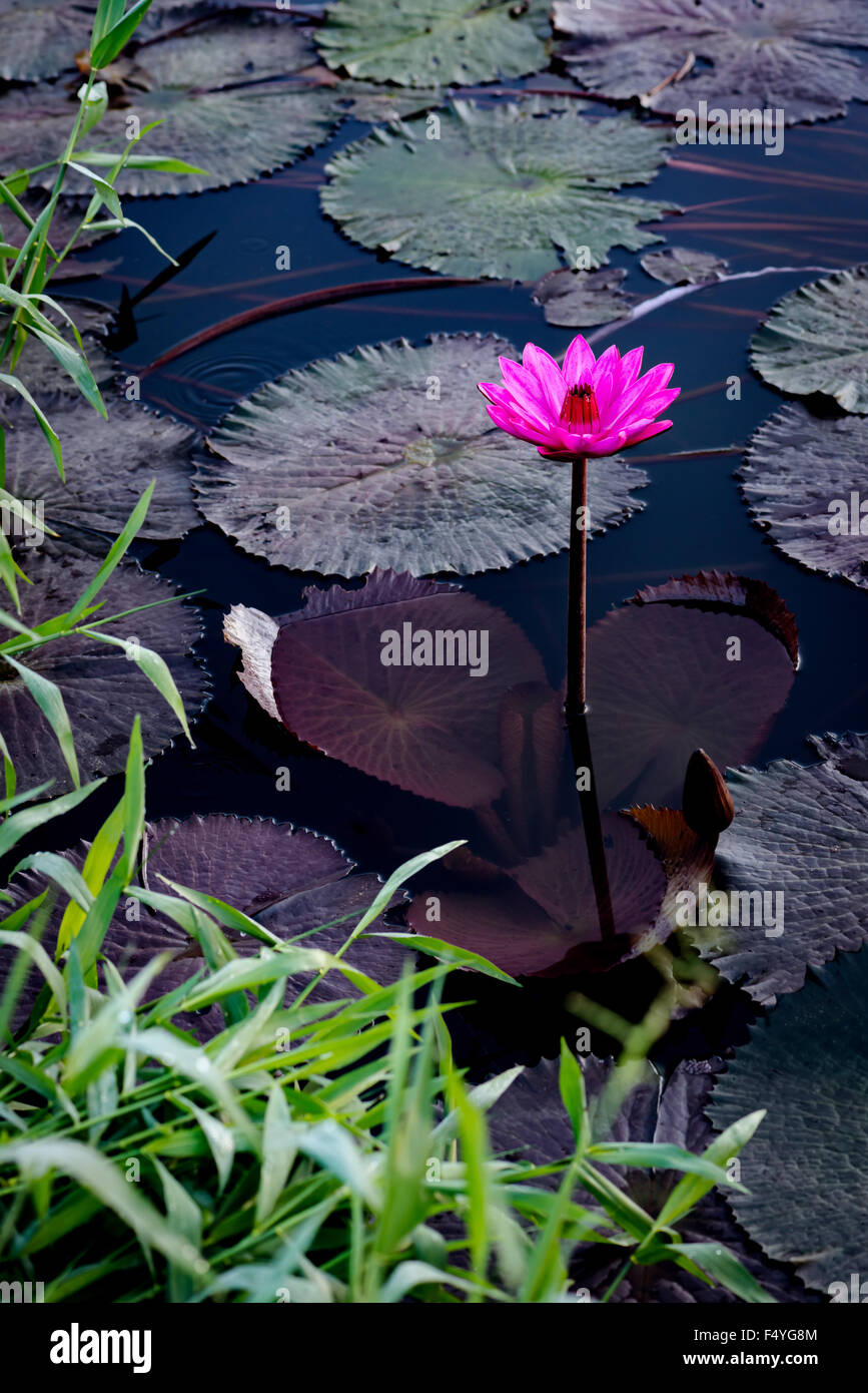 Pink water lilly in a natural pond in Trinidad and Tobago Stock Photo