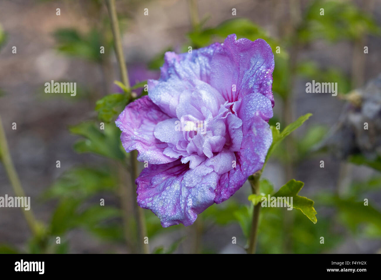 Fading blooms of an hibiscus flower at the end of summer. Stock Photo