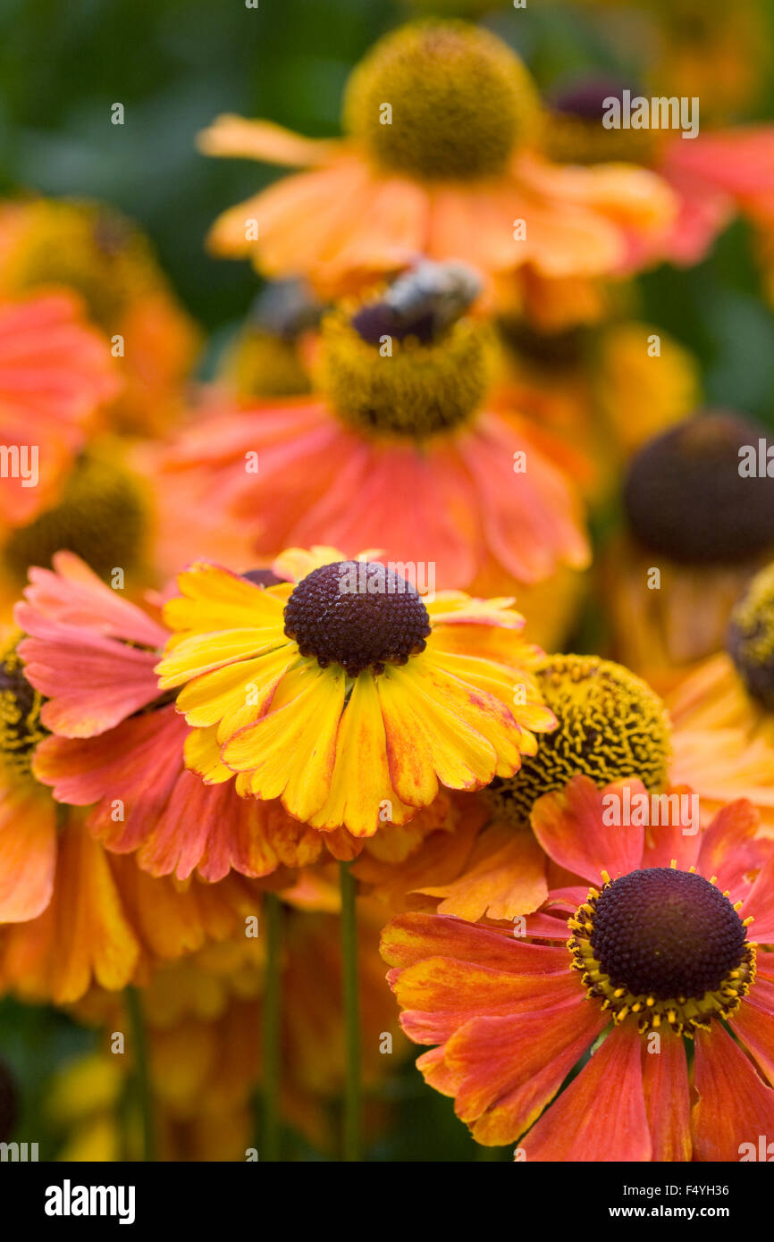 Helenium 'Sahin's Early Flowerer'. Sneezeweed flowers in an herbaceous border. Stock Photo