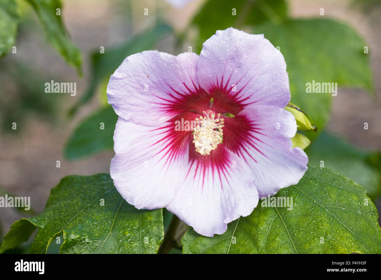 Hibiscus hires stock photography and images Alamy