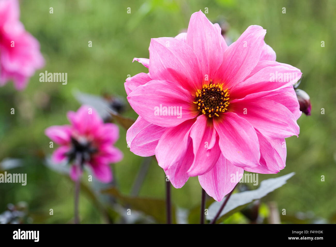 Dahlia 'Fascination' growing in an herbaceous border. Stock Photo