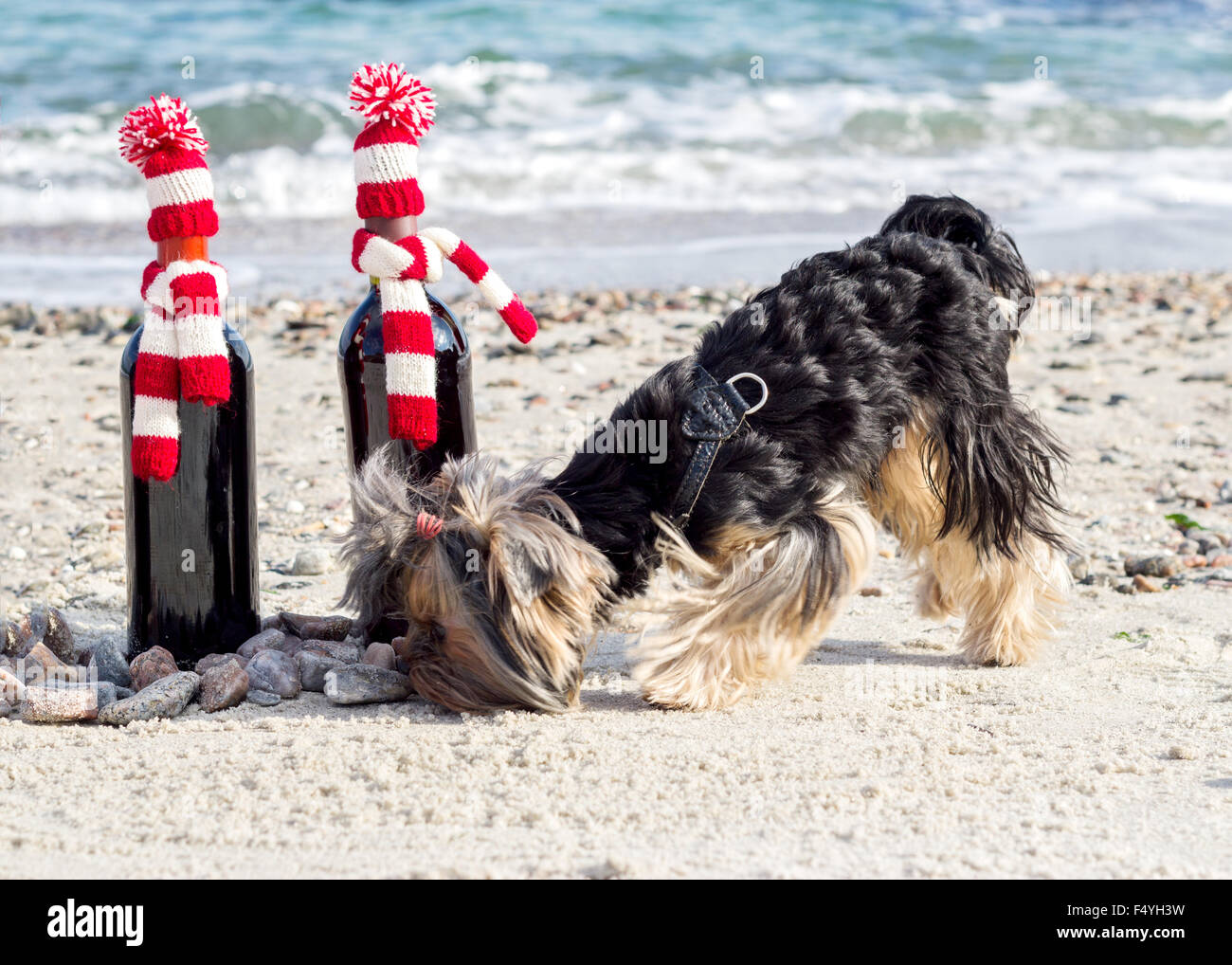 Dog wine glass hi-res stock photography and images - Page 3 - Alamy