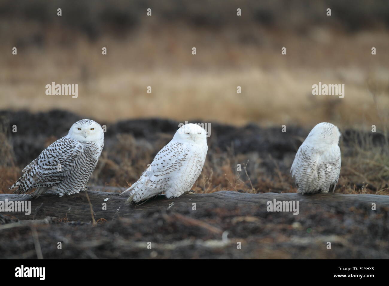 Snowy Owl (Bubo scandiacus)  in Vancouver, Canada Stock Photo