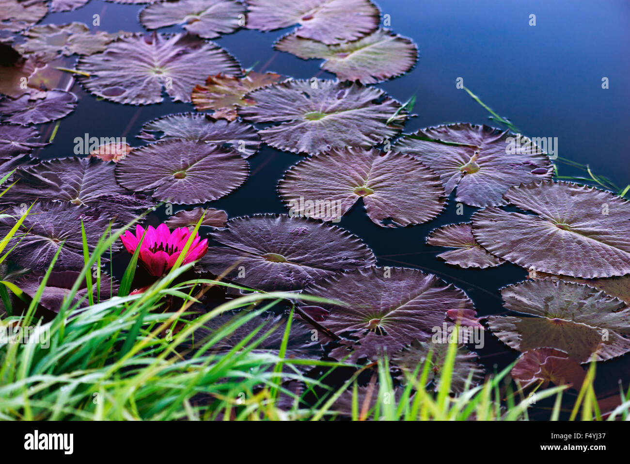 Tropical waterlily pond in Tobago Caribbean Stock Photo