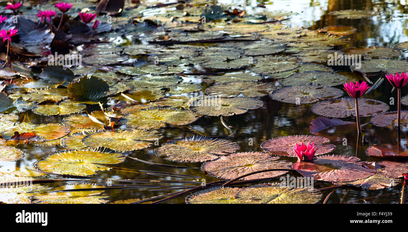 Tropical water lily pond in Tobago Caribbean Stock Photo