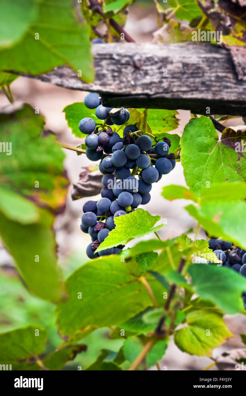 Isolated grapes. Bunch of red grapes hanging on vine with