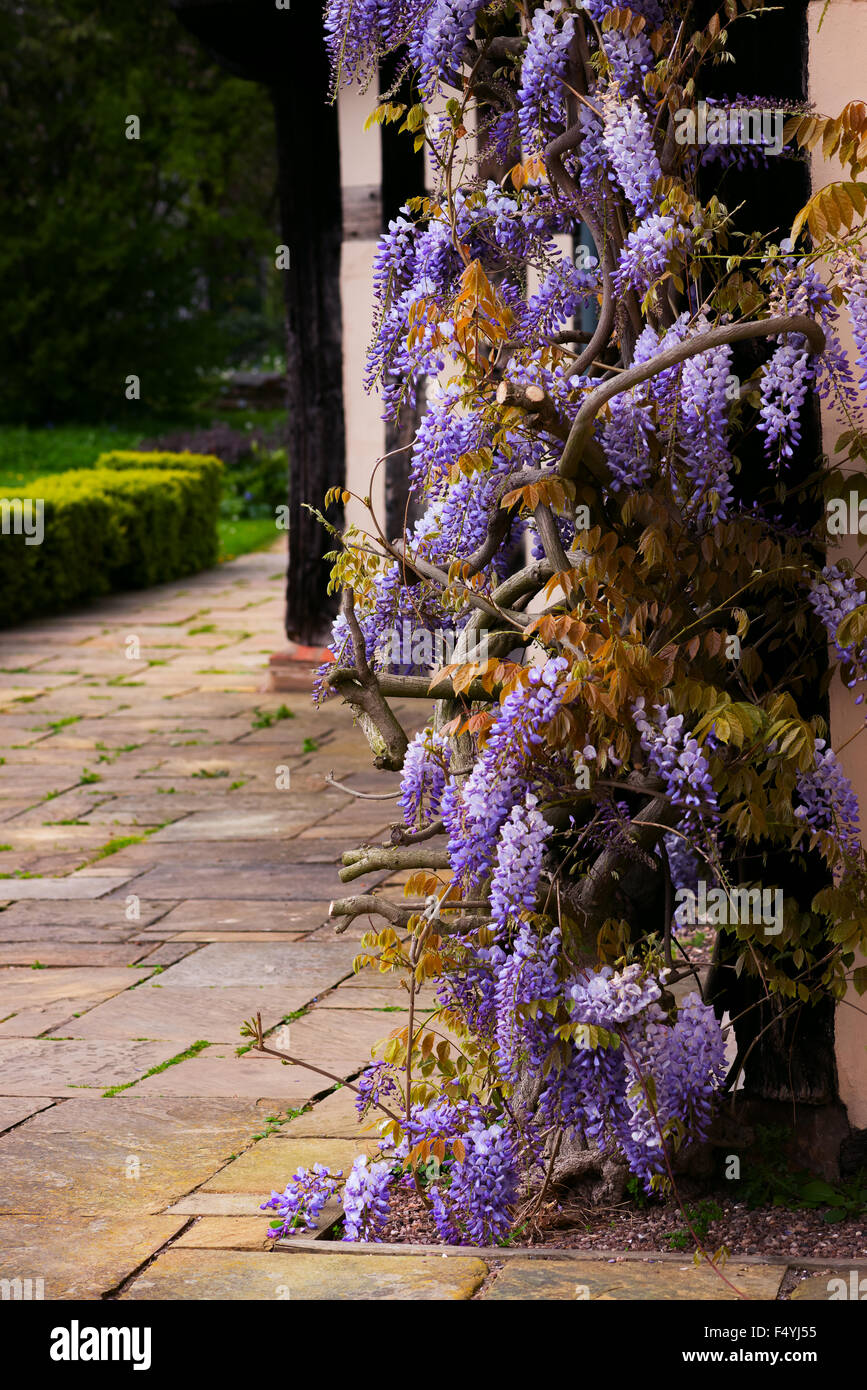 Tudor antique house Blakesley Hall entrance wisteria twine vine decorative tree flower uk Birmingham Stock Photo