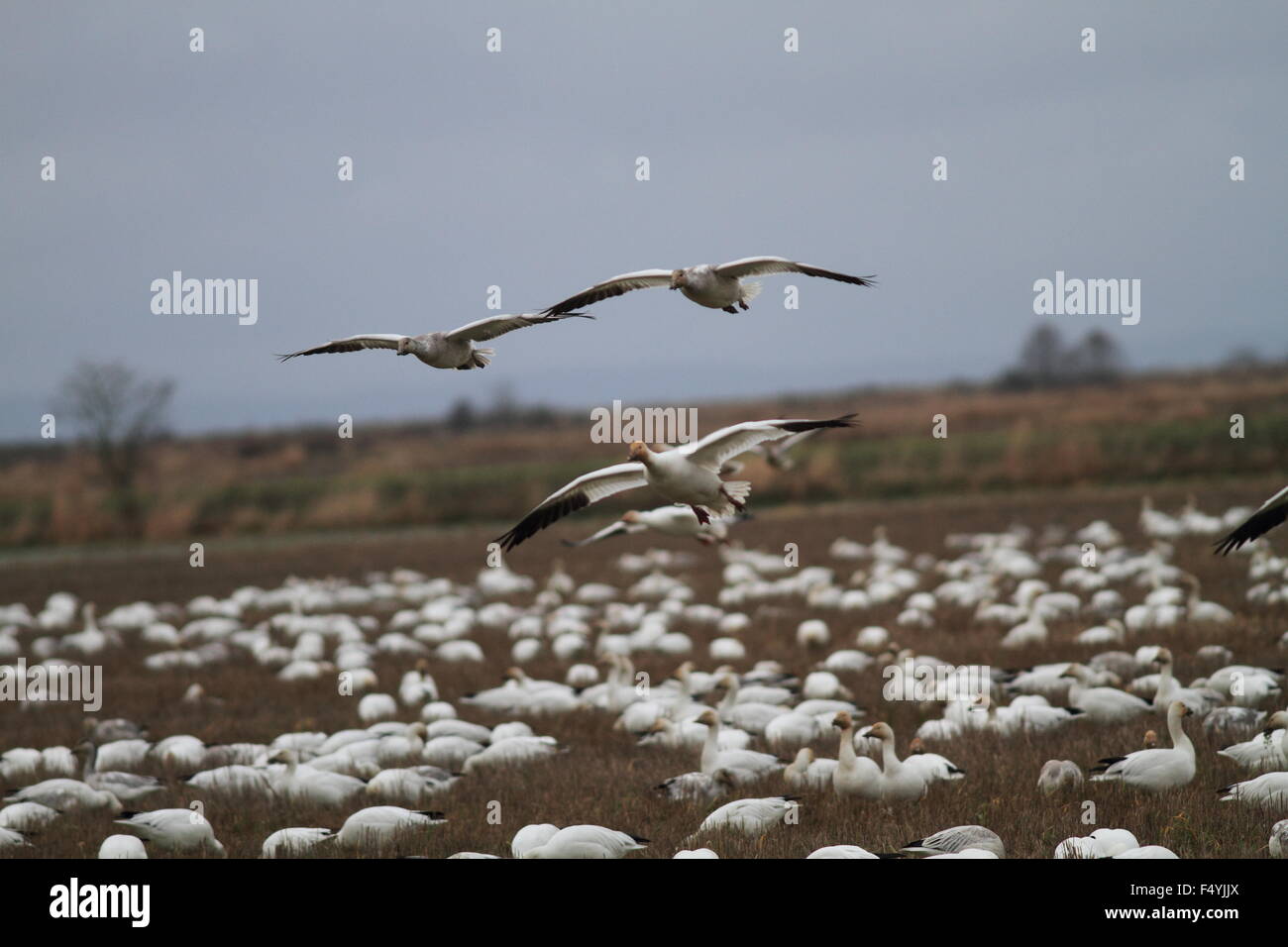 Snow Goose flocks (Chen caerulescens) in Vancouver,Canada Stock Photo