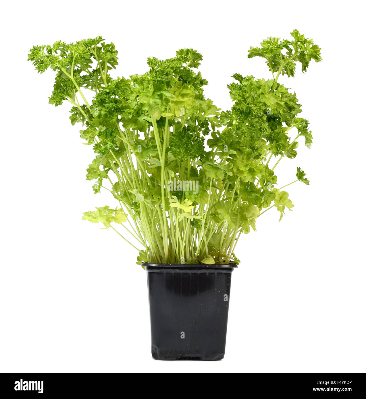 Parsley Sprouts in Flower Pot. Isolated on white background Stock Photo Alamy