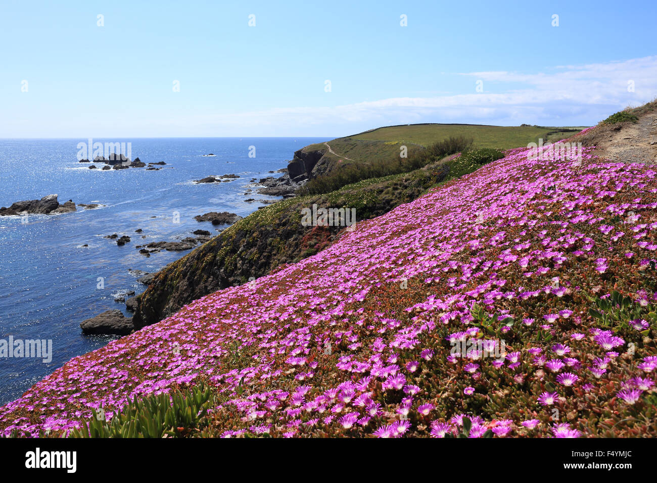Purple Dewplant (Disphyma crassifolium) an invasive Mesembryanthemum plant on a Cornish coastal cliff, Lizard Point, England, UK Stock Photo
