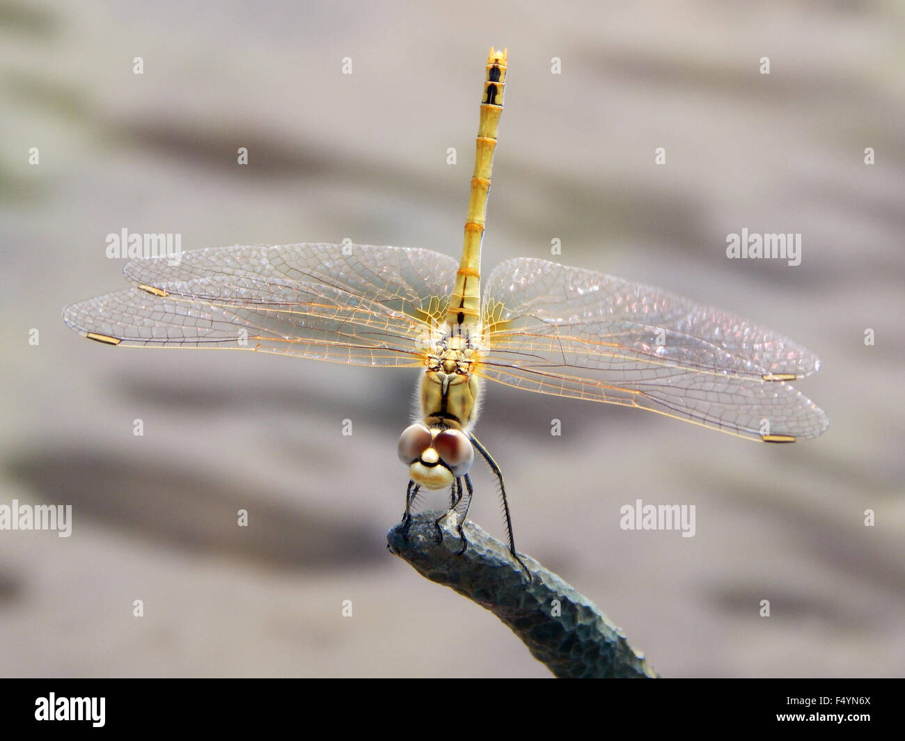 dragonfly, insect, fly, animal, wildlife, wing, nature, macro, background, dragonflies, beautiful, closeup, water Stock Photo