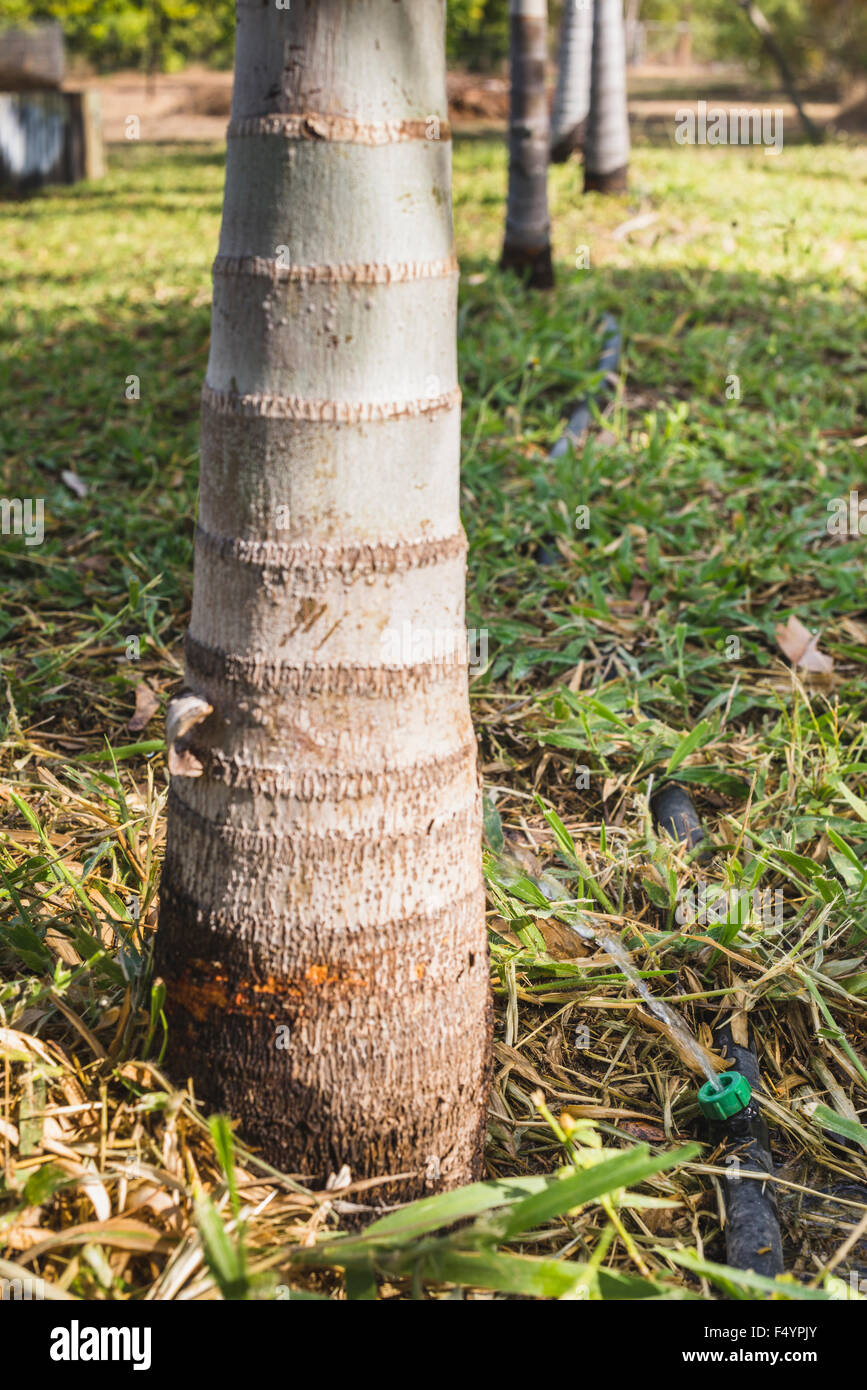 Garden dripper watering bottom of palm tree Stock Photo Alamy