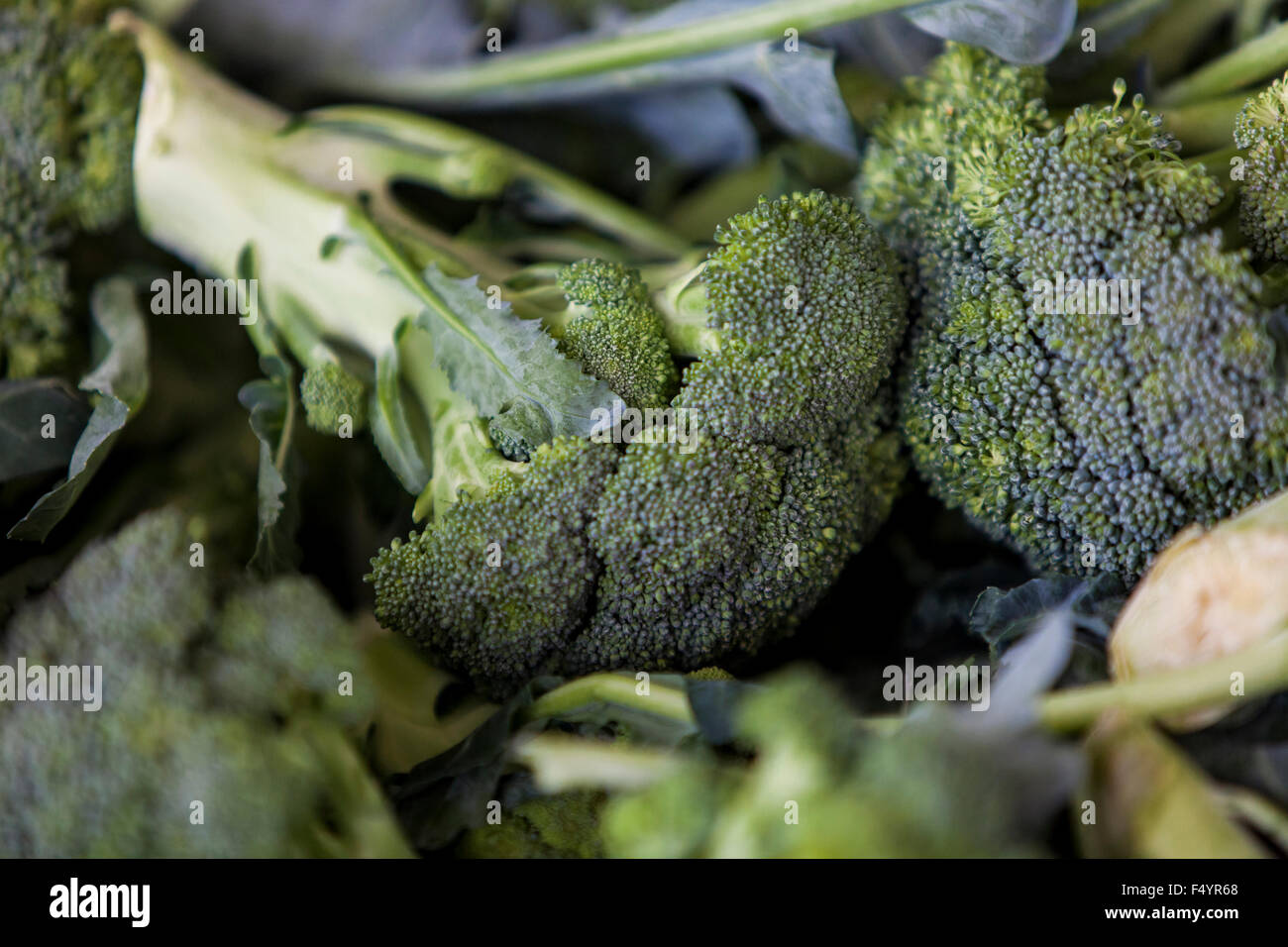 Broccoli vegetable Stock Photo