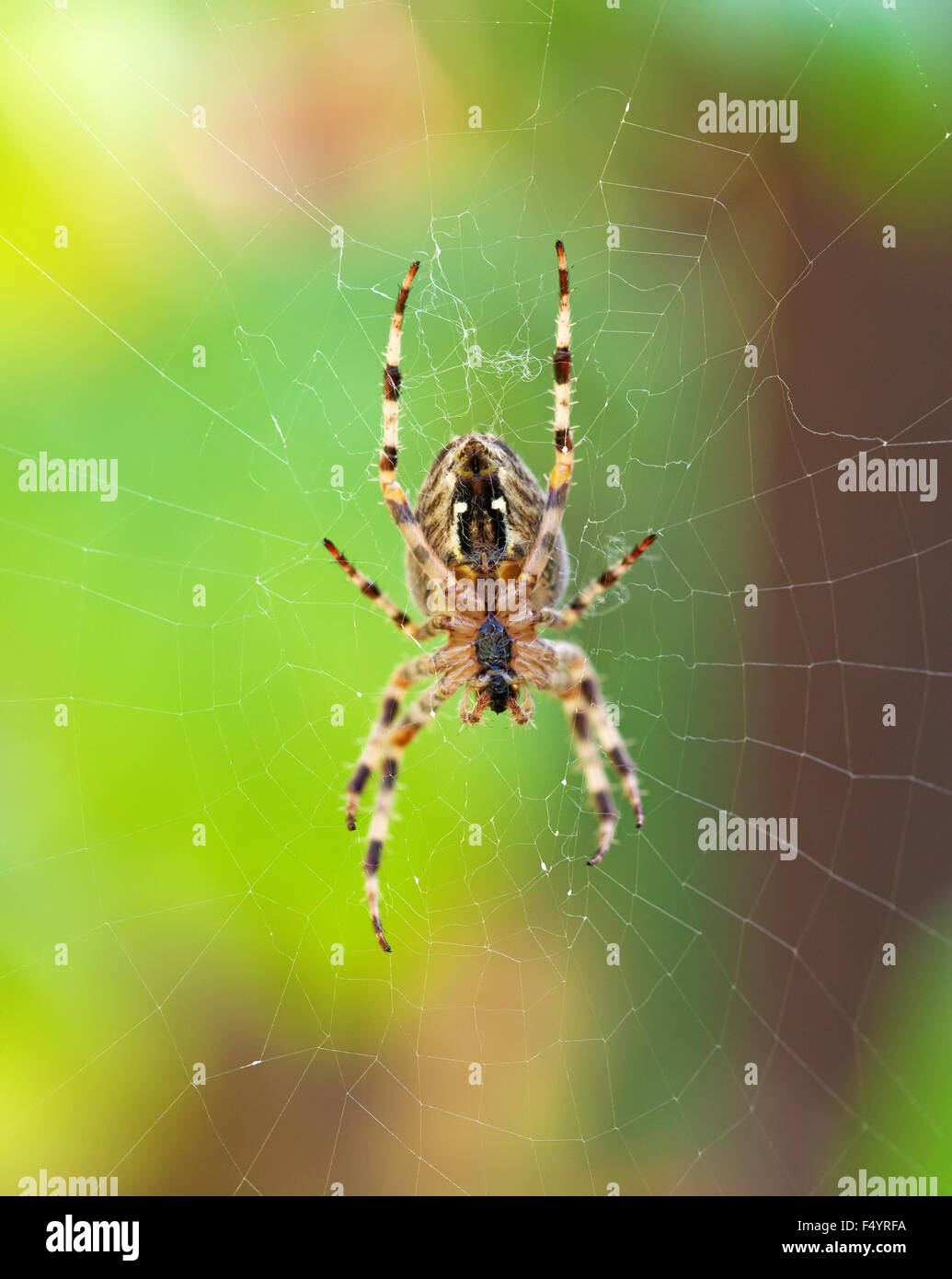 Spider Upside Down High Resolution Stock Photography and Images Alamy