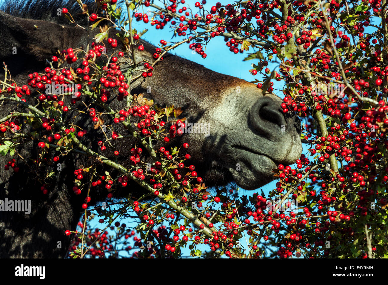 Exmoor pony, Wild Horse eating berries Stock Photo