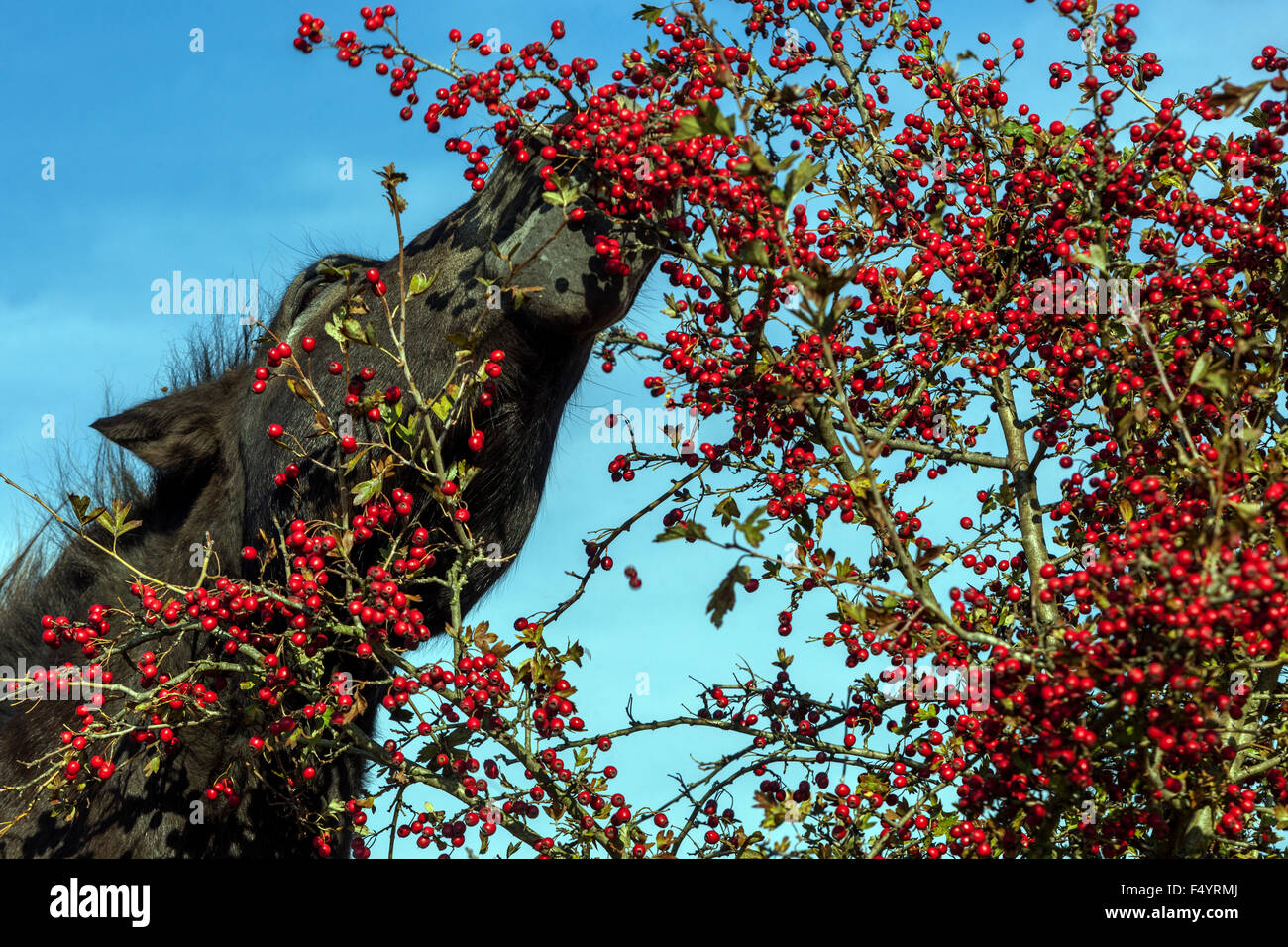 Exmoor pony autumn, Wild Horse feeding hawthorn berries Stock Photo