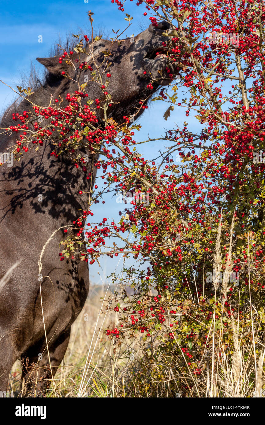 Exmoor pony autumn, horse eating red hawthorn berries and picking them from thorny bushes Stock Photo