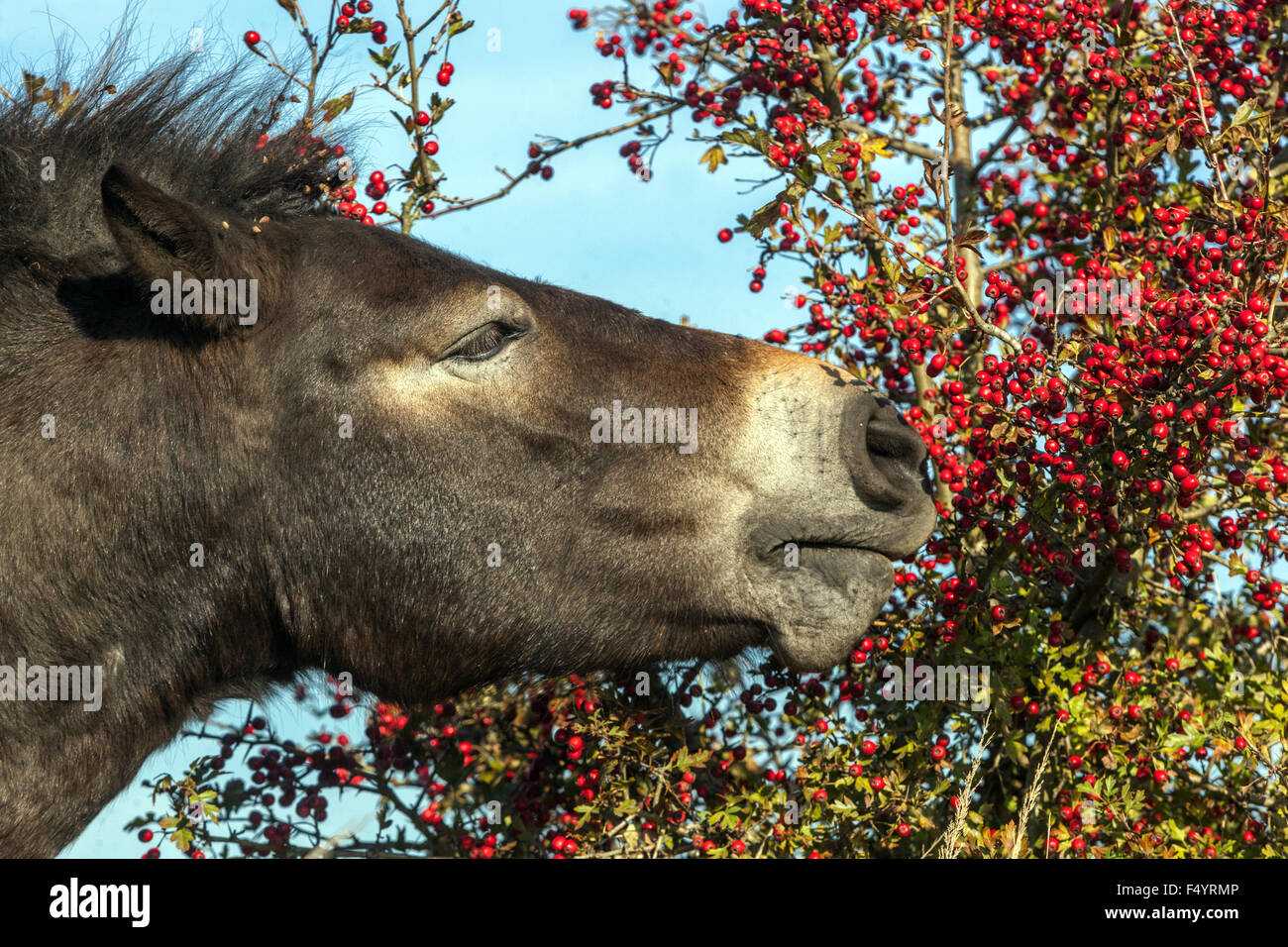 Wild horse eating autumn red berries, Czech Republic Stock Photo