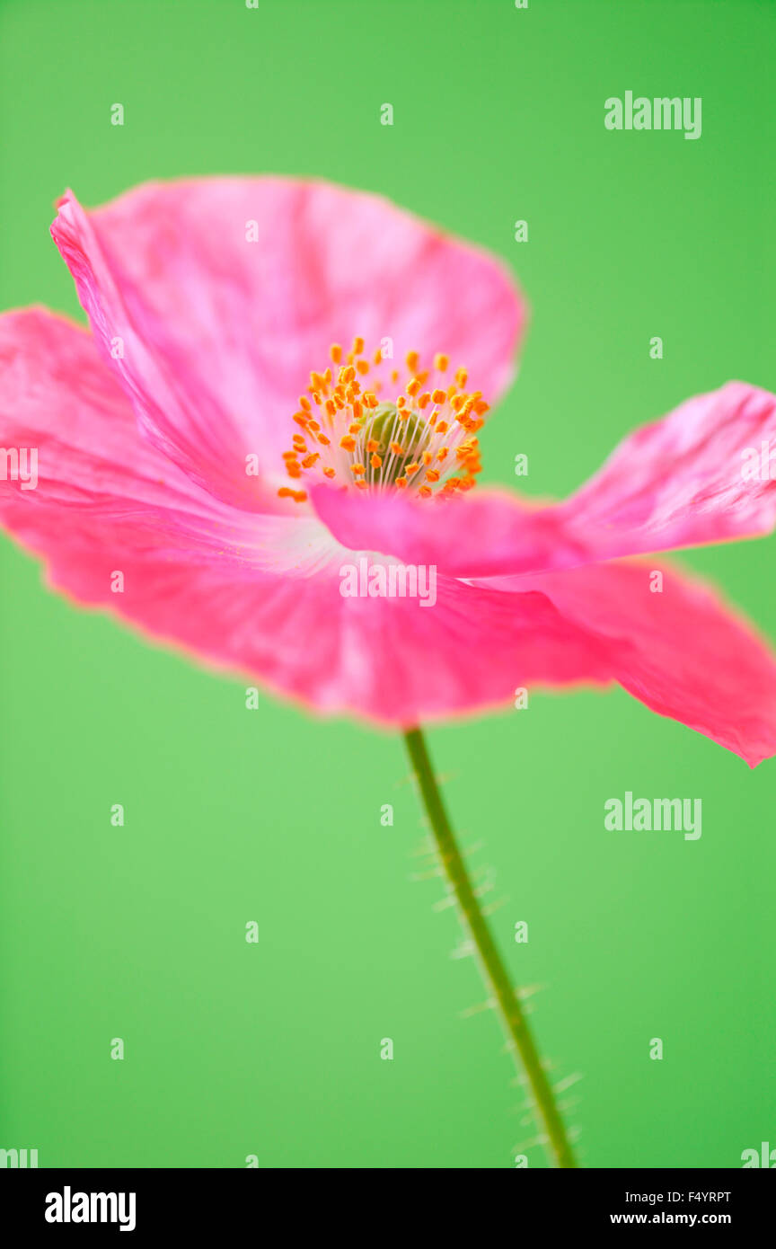 Single pink poppy against a green background. Papaver rhoeas 'Shirley Series' Stock Photo