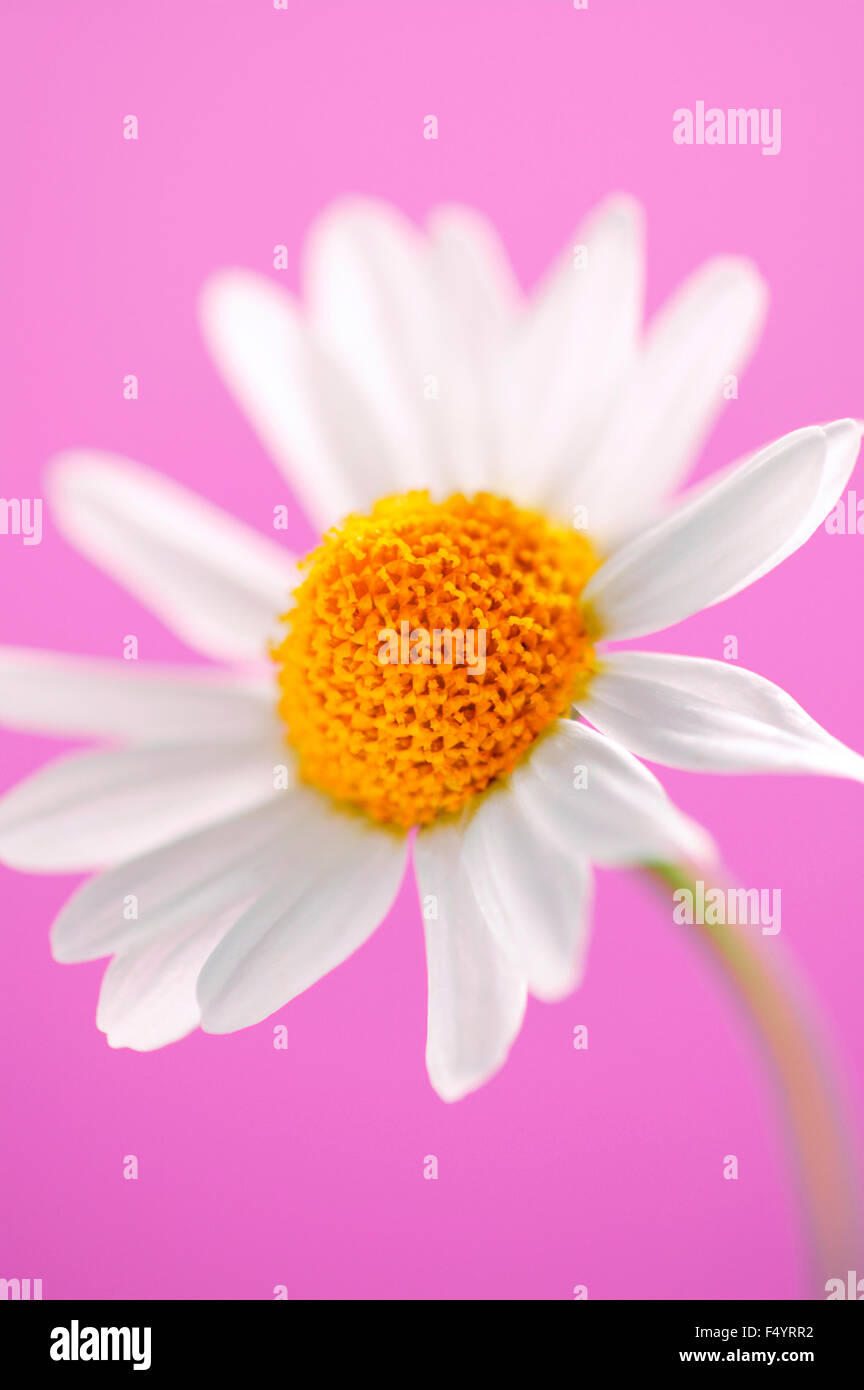 Chamaemelum nobile (Roman Chamomile). Single flower against a pink background Stock Photo