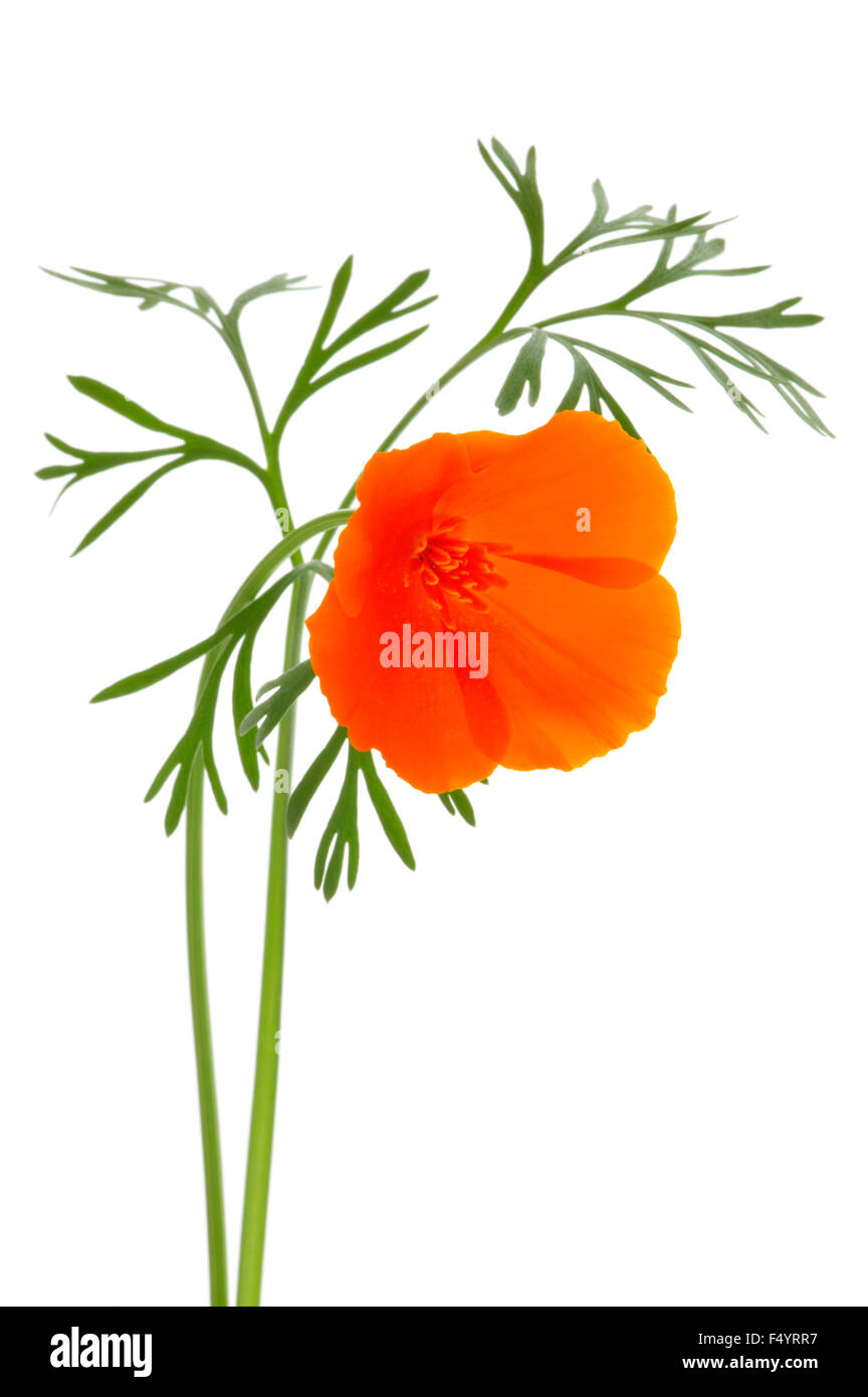 Eschscholzia Californica (California Poppy). Vivid orange flower against a white background. Stock Photo