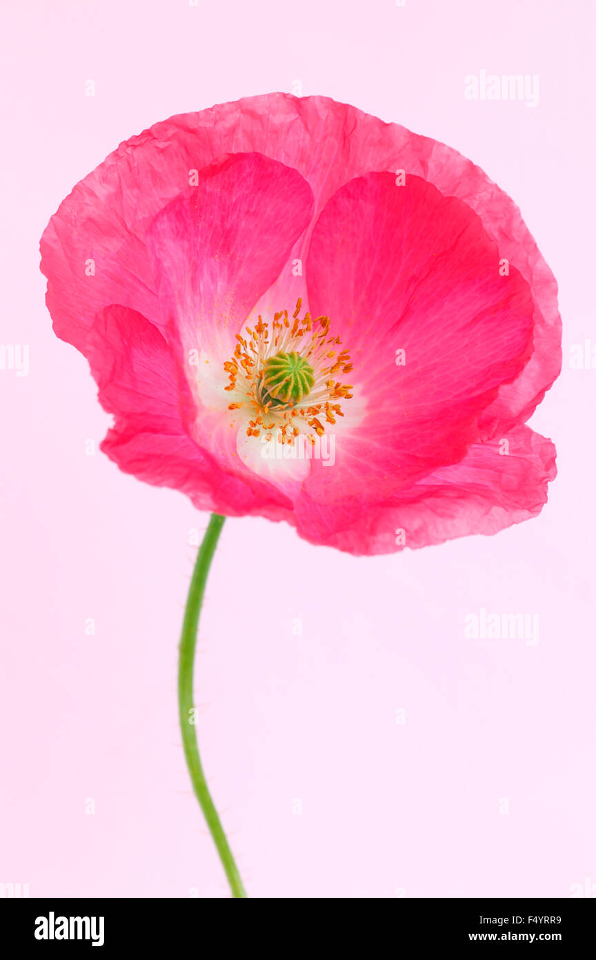Close up of a pink poppy 'Shirley Series' (Papaver rhoeas). Stock Photo