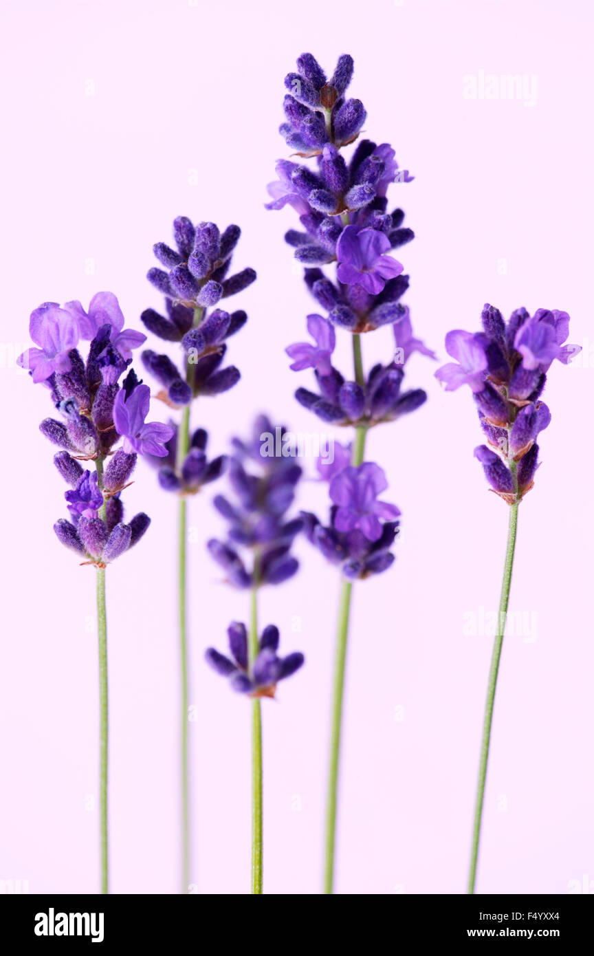Lavandula angustifolia 'Hidcote' (Lavender)  Flower and stems against a pale lavender background Stock Photo