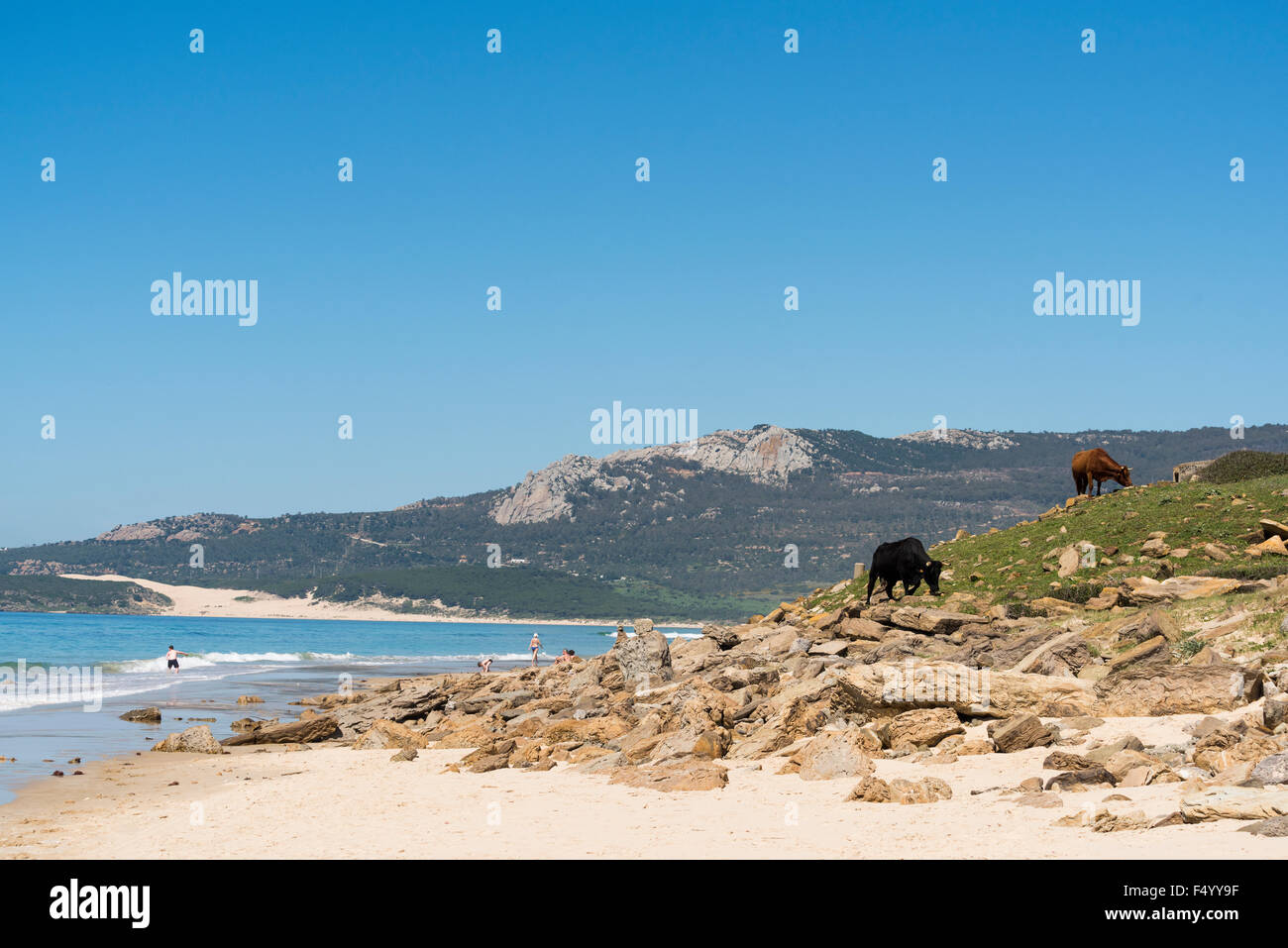 Bolonia beach with cows. Tarifa, Costa de la Luz, Cadiz, Andalusia, Southern Spain. Stock Photo